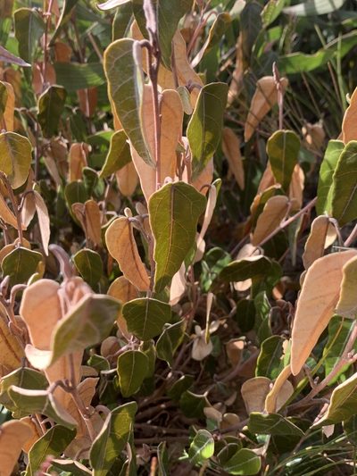 Lasiopetalum ferrugineum, photographed by Guy Taseski