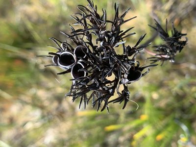 Haemodorum planifolium, photographed by Guy Taseski
