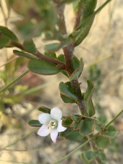 Philotheca obovalis, photographed by Guy Taseski