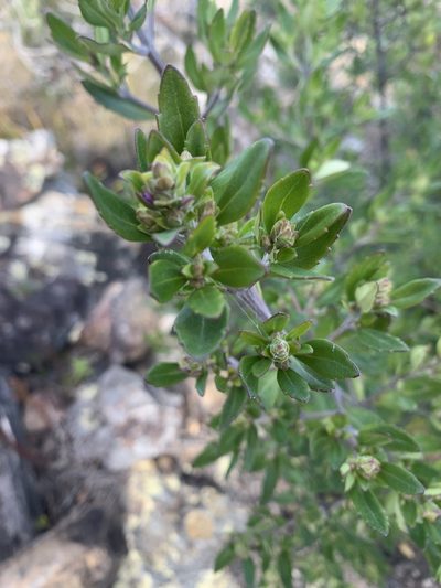 Prostanthera caerulea, photographed by Guy Taseski