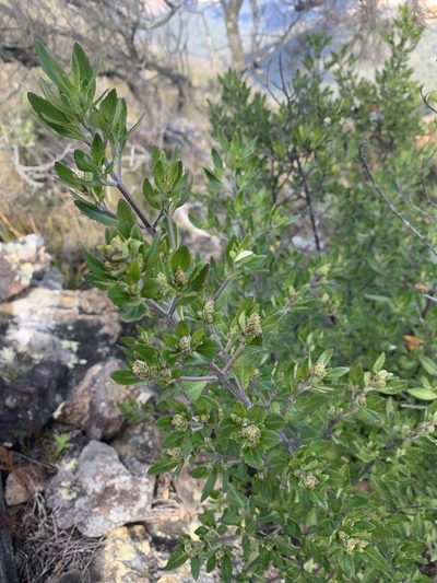 Prostanthera caerulea, photographed by Guy Taseski