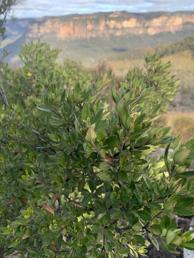 Prostanthera caerulea, photographed by Guy Taseski