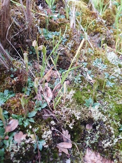 Pterostylis parva, photographed by Em Lamond