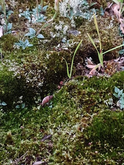 Pterostylis parva, photographed by Em Lamond