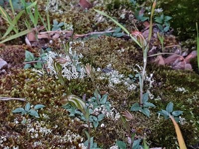 Pterostylis parva, photographed by Em Lamond
