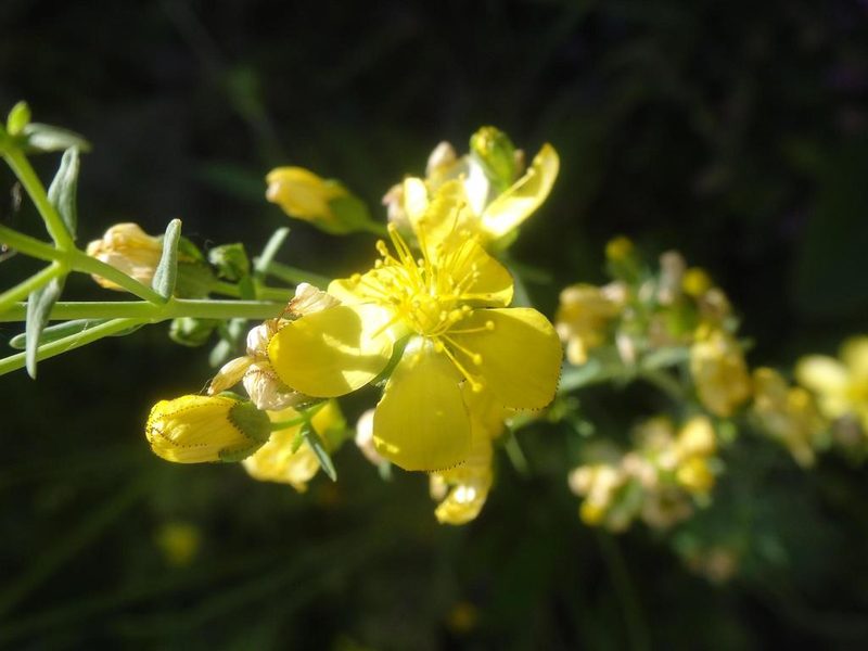 Hypericum hyssopifolium, photographed by Ben Costamagna