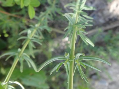 Hypericum hyssopifolium, photographed by Ben Costamagna