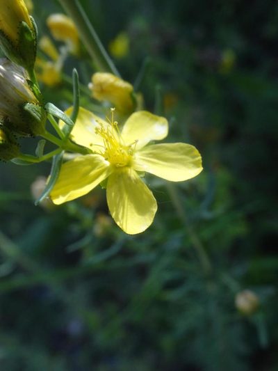 Hypericum hyssopifolium, photographed by Ben Costamagna
