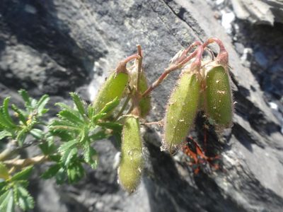 Ononis fruticosa, photographed by Ben Costamagna