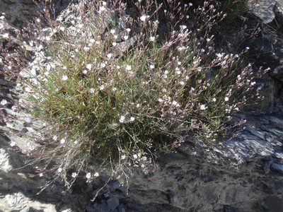 Gypsophila repens, photographed by Ben Costamagna