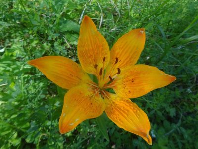 Lilium bulbiferum, photographed by Ben Costamagna