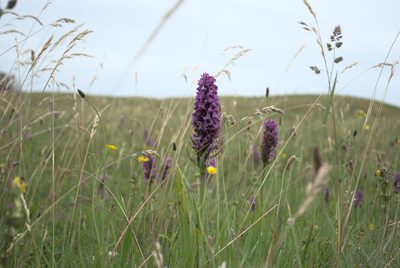 Dactylorhiza majalis, photographed by Billy Fullwood