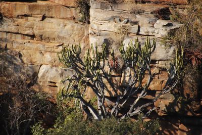 Euphorbia ingens, photographed by Tony Rebelo