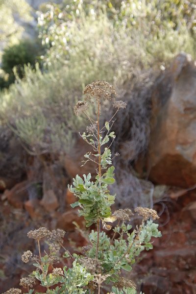 Heteromorpha pubescens, photographed by Tony Rebelo