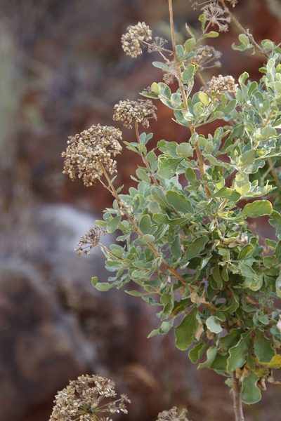 Heteromorpha pubescens, photographed by Tony Rebelo