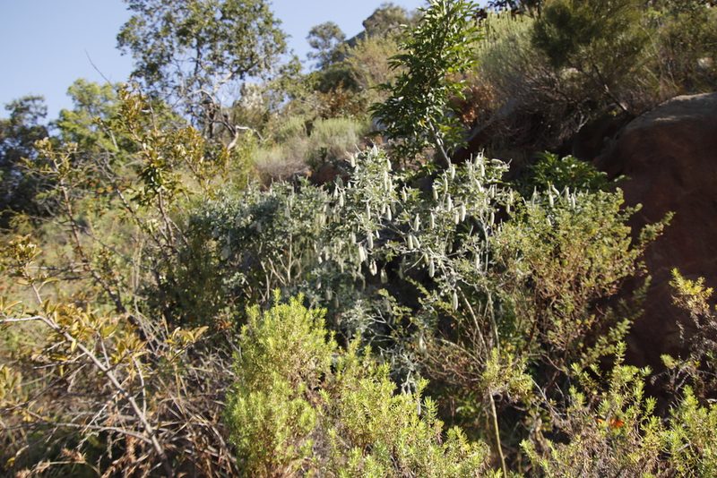 Crotalaria doidgeae, photographed by Tony Rebelo