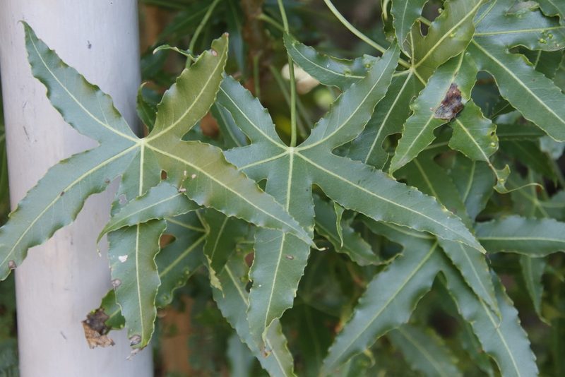 Cussonia natalensis, photographed by Tony Rebelo