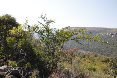 Strychnos madagascariensis, photographed by Tony Rebelo