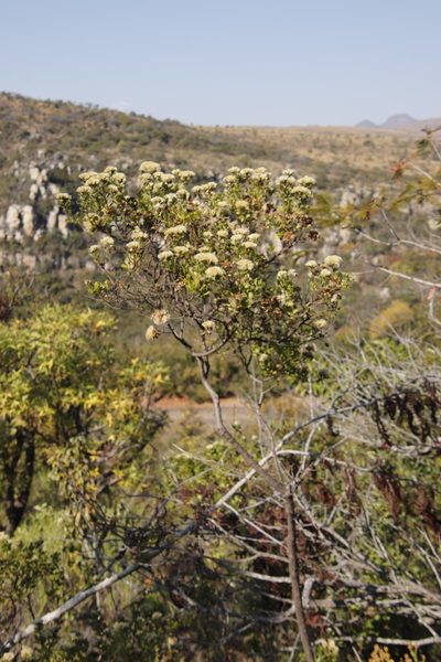 Gymnanthemum triflorum, photographed by Tony Rebelo