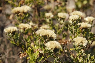 Gymnanthemum triflorum, photographed by Tony Rebelo