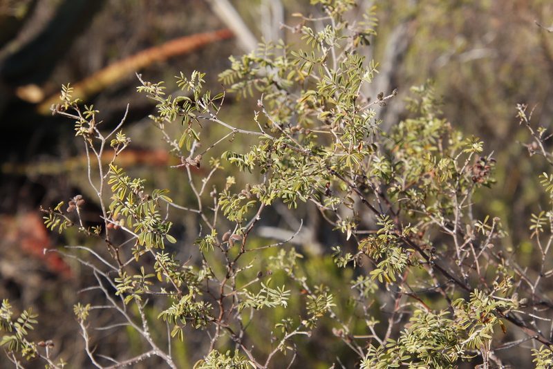 Indigofera melanadenia, photographed by Tony Rebelo
