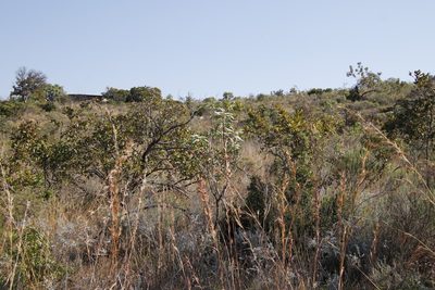 Protea laetans, photographed by Tony Rebelo