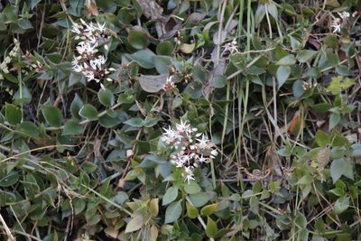 Crassula sarmentosa, photographed by Tony Rebelo