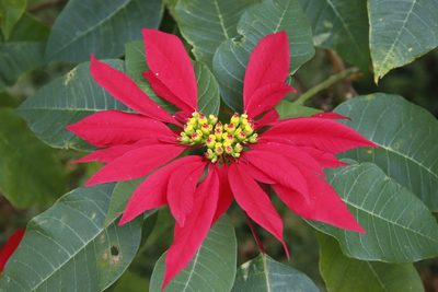Euphorbia pulcherrima, photographed by Tony Rebelo