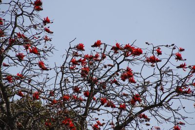 Erythrina lysistemon, photographed by Tony Rebelo