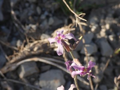 Matthiola fruticulosa, photographed by Yves Bas