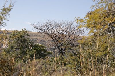 Pterocarpus angolensis, photographed by Tony Rebelo