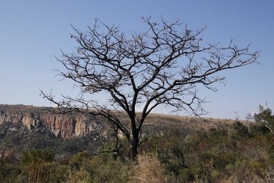 Pterocarpus angolensis, photographed by Tony Rebelo