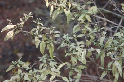 Lippia javanica, photographed by Tony Rebelo