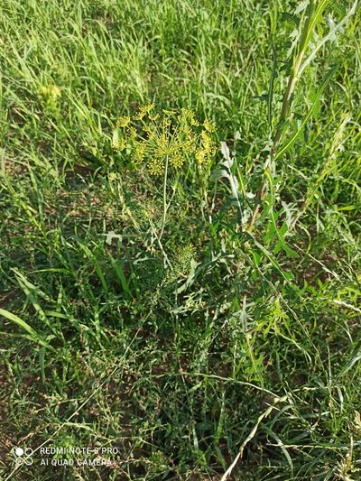 Anethum graveolens, photographed by Radosław Puchałka