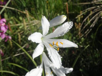 Paradisea liliastrum, photographed by Ben Costamagna