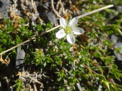 Facchinia rupestris, photographed by Ben Costamagna