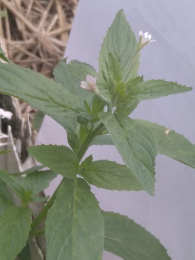 Epilobium roseum, photographed by evgeniq_benihanov