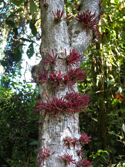 Baccaurea courtallensis, photographed by Ansil B.R.