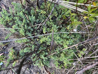 Threlkeldia diffusa, photographed by Andrew Allen