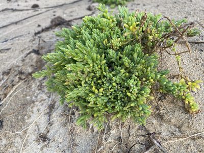 Threlkeldia diffusa, photographed by Andrew Allen