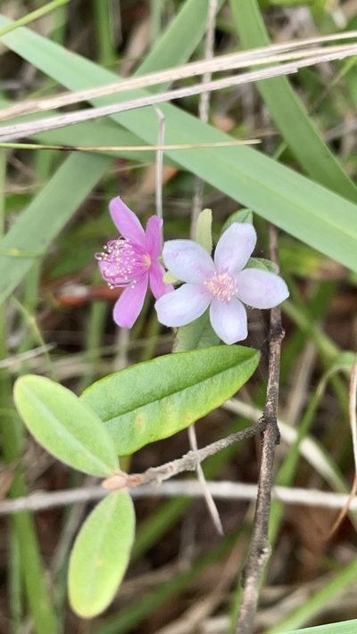 Lithomyrtus obtusa, photographed by Oliver S.