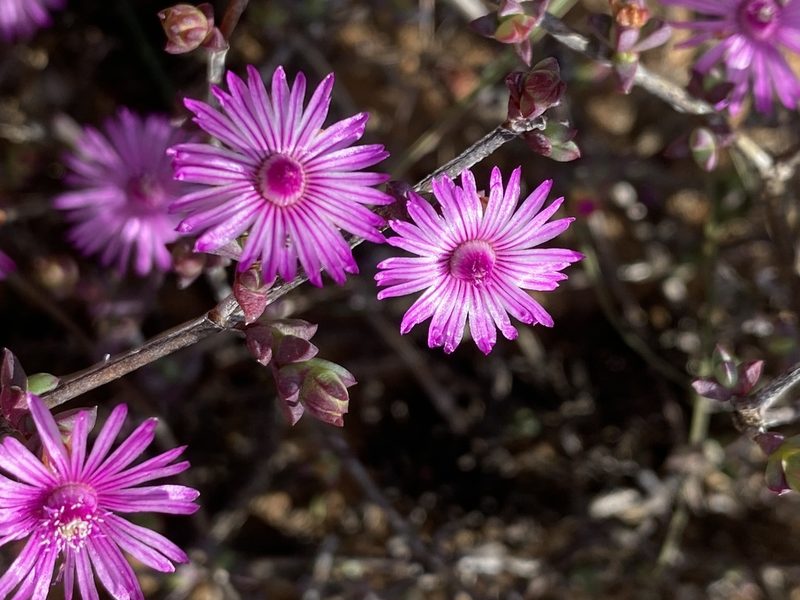 Ruschia cymbifolia, photographed by Dave U