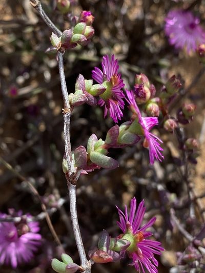 Ruschia cymbifolia, photographed by Dave U