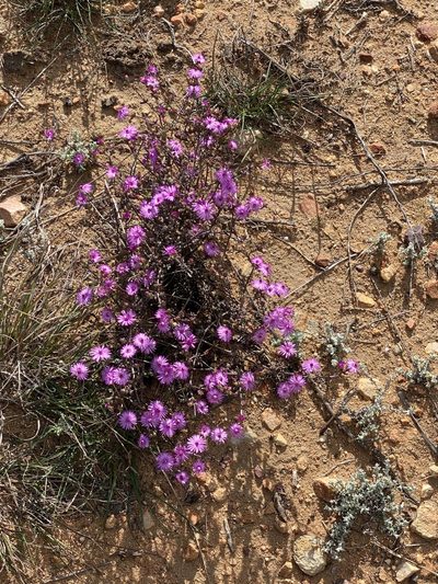 Ruschia cymbifolia, photographed by Dave U