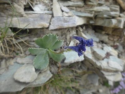 Primula marginata, photographed by Ben Costamagna