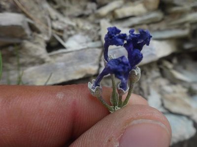 Primula marginata, photographed by Ben Costamagna