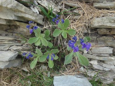 Primula marginata, photographed by Ben Costamagna