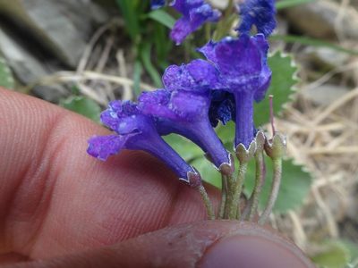 Primula marginata, photographed by Ben Costamagna