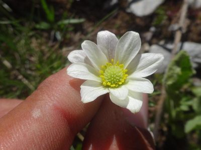 Anemonoides baldensis, photographed by Ben Costamagna