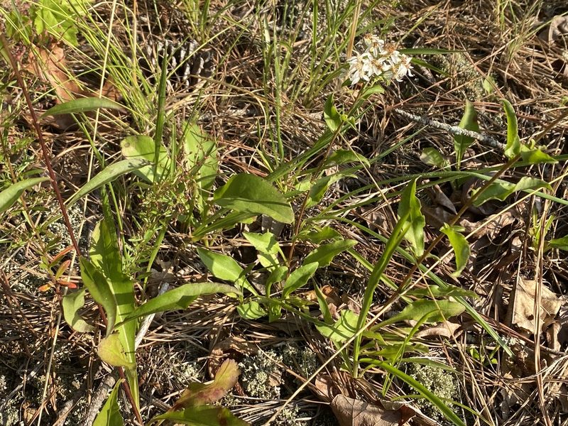 Sericocarpus asteroides, photographed by Alan Weakley